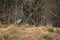 Indian peacock stands on bank near trees