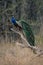 Indian peacock stands on branch in clearing