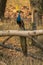 Indian peacock stands on branch turning head