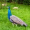 Indian peacock walks on grass in wildlife
