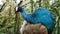 The Indian peafowl or blue peafowl, a large and brightly coloured bird