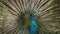 The Indian peafowl or blue peafowl, a large and brightly coloured bird