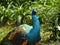 Indian peafowl or Blue peafowl (Pavo cristatus)