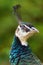 Indian peafowl or blue peafowl Pavo cristatus, female portait. Peafowl portait with green background