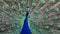 The Indian peafowl or blue peafowl, Pavo cristatus is a large and brightly coloured bird