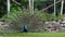 The Indian peafowl or blue peafowl, Pavo cristatus is a large and brightly coloured bird