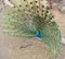 Indian peafowl or blue peafowl Pavo cristatus, large and brightly coloured bird. Male in Spring