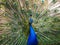 Indian peafowl or blue peafowl Pavo cristatus with open tail in the yard of the park zoo