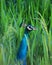 Indian peafowl in green rice paddy field