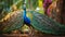 The Indian Peafowl Majestic Peacock in natural habitat