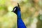 Indian Peafowl, one of the animals to best combine elegance with lifestyle in the wild. Males, called Peacocks