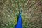 Indian Peafowl (Pavo cristatus)