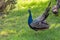 The Indian peafowl Pavo cristatus, also known as the common or blue peafowl, is a peafowl species native to the Indian