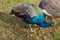 Indian peafowl or pavo cristatus is walking on a autumn meadow. Beautiful male peacock in bright metallic colors