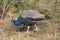 Indian peafowl or pavo cristatus is walking on a autumn meadow. Beautiful male peacock in bright metallic colors.