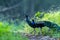 indian peafowl or peacock beautiful scenic green background in misty winter morning at ranthambore national park, india