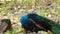 Indian Peafowl or peacock stand and dressing feathered on the ground