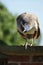 Indian Peafowl - Peahen - Pavo cristatus