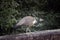 Indian Peafowl, a species of Phasianidae taking a walk on a cliff located in Jaipur city forest on a hill located in Rajasthan