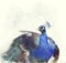 Indian Peafowl Watercolor