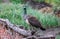 An Indian Peahen