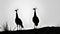 Indian Peahens on a rocky top. Silhoutte