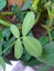 Indian peanuts small plants with new leaf