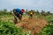 Indian peasants are harvesting sweet potatoes. India, Karnataka, Gokarna, Spring 2017