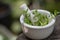 Indian pennywort, brahmi, Bacopa monnieri branch flowers ,green leaves on nature background