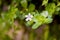 Indian pennywort, brahmi Bacopa monnieri, flowers on natural background.