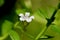 Indian pennywort or brahmi flower and green leaves on natural background