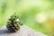 Indian pennywort or brahmi flower and green leaves on nature surface