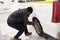 Indian people use chains tied at tire wheels car for protect slip on driving while drive on snow covered road Leh Ladakh in India