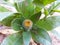 The Indian phlox  flower plant.Chrysanthemum bud flower green leaf plant