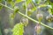 An Indian physalis Angulata tree bears beautiful fruit by the roadside.