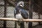 Indian pied hornbill at a bird sanctuary in India.