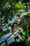 an indian pied myna bird on a branch of a tree