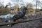 Indian pigeon in the park. Indian Pigeon OR Rock Dove - The rock dove, rock pigeon, or common pigeon is a member of the bird