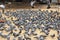 Indian Pigeons