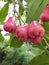 Indian pink Fruits