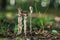 Indian Pipe