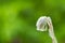 Indian Pipe Flower, The Ghost Flower