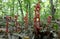 Indian Pipe plants