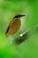 Indian pitta, Pitta brachyura, in the beautiful nature habitat, Yala National Park, Sri Lanka. Rare bird in the green vegetation.