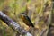 Indian pitta, Pitta brachyura, Tadoba Tiger Reserve, Maharashtra, India