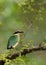 Indian Pitta, Ranthambore National Park