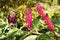 Indian poke, or pokeberry (phytolacca acinosa). triple portrait.