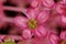 Indian Pokeweed Phytolacca acinosa. Flower Closeup