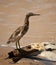 Indian pond heron