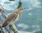 Indian Pond Heron.